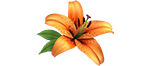 lys papier orange min2