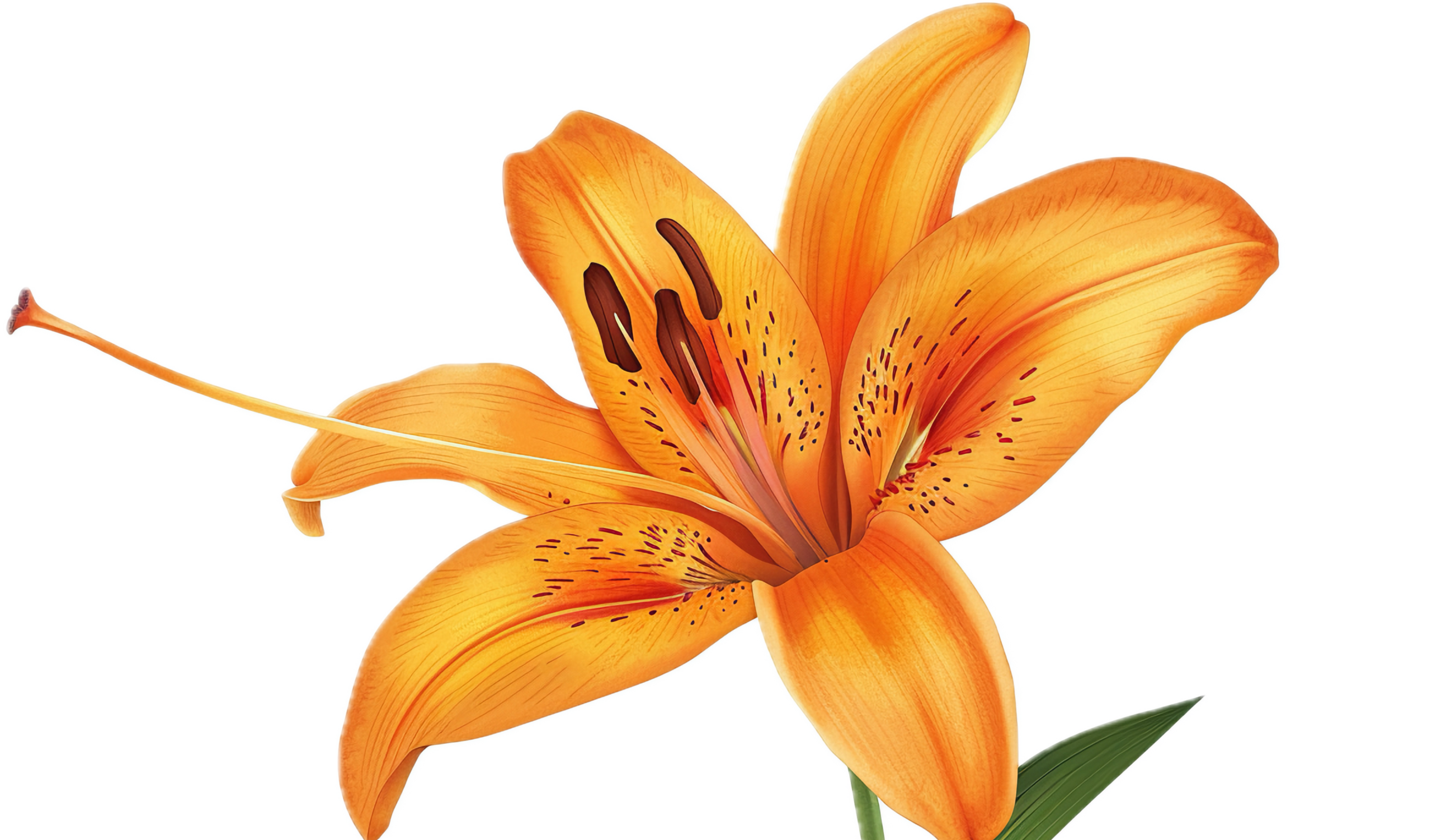 About vecteezy detailed botanical art of orange lily 50276981